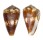 CONIDAE CONUS BOETICUS RUPPELLII shell