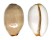 CYPRAEIDAE LURIA ISABELLA ISABELLA shell