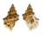 BURSIDAE BURSA QUIRIHORAI shell