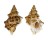 BURSIDAE BURSA QUIRIHORAI shell