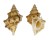 BURSIDAE BURSA QUIRIHORAI shell