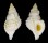 RANELLIDAE SASSIA NASSARIFORMIS shell
