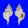MURICIDAE TAKIA INFRONS shell