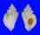 MURICIDAE DERMOMUREX NEGLECTA shell