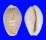 CYPRAEIDAE EROSARIA BOIVINI shell
