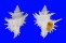 CORALLIOPHILIDAE BABELOMUREX WORMALDI shell