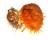 SPONDYLIDAE SPONDYLUS SETIGER shell