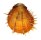 SPONDYLIDAE SPONDYLUS REESIANUS shell