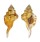 RANELLIDAE RANULARIA TESTUDINARIUM shell