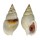 NASSARIIDAE NASSARIUS CANALICULATUS shell