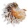 CHAMIDAE CHAMA  DUNKERI shell