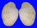 VENERIDAE ANTIGONA SOMWANGI shell