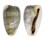 CYPRAEIDAE CYPRAEA ERRONES ERRONES shell