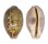 CYPRAEIDAE LEPOCYPRAEA MAPPA shell
