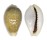 CYPRAEIDAE EROSARIA MILIARIS MILIARIS shell