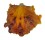 SPONDYLIDAE SPONDYLUS FOLIACEUS CROCEUS shell
