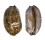 CYPRAEIDAE MAURITIA EGLANTINA shell