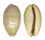 CYPRAEIDAE LYNCINA LEVIATHAN TITAN shell