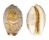 CYPRAEIDAE LYNCINA LYNX VANELLI shell