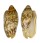 VOLUTIDAE CYMBIOLA VESPERTILIO shell
