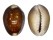CYPRAEIDAE CYPRAEA CAPUTSERPENTIS shell