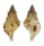 RANELLIDAE SASSIA SEMITORTA shell