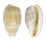 CYPRAEIDAE NOTOCYPRAEA PIPERITA shell
