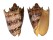 VOLUTIDAE CYMBIOLA IMPERIALIS shell