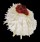 SPONDYLIDAE SPONDYLUS VARIANS shell