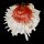 SPONDYLIDAE SPONDYLUS VARIANS shell