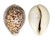 CYPRAEIDAE CYPRAEA TIGRIS shell