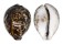 CYPRAEIDAE CYPRAEA TIGRIS shell