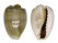 CYPRAEIDAE MONETARIA ANNULUS shell