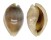 CYPRAEIDAE EROSARIA MILIARIS MILIARIS shell
