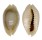 CYPRAEIDAE MONETARIA ANNULUS ROSTRATE shell