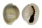 CYPRAEIDAE MONETARIA ANNULUS shell