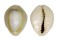 CYPRAEIDAE MONETARIA ANNULUS shell