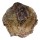 GRYPHAEIDAE HYOTISSA SINENSIS shell