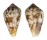CONIDAE CONUS GUINAICUS shell