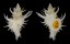 CORALLIOPHILIDAE BABELOMUREX CENTIMANUS shell