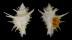 CORALLIOPHILIDAE BABELOMUREX CENTIMANUS shell