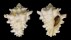 TURBINELLIDAE VASUM TURBINELLUM shell
