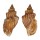 STROMBIDAE STROMBUS LABIATUS shell