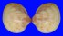 CARDIIDAE LYROCARDIUM AURANTIACUM shell