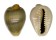 CYPRAEIDAE MONETARIA ANNULUS shell