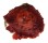 SPONDYLIDAE SPONDYLUS VARIANS shell