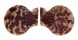 PECTINIDAE MIMACHLAMYS SANGUINEA shell