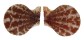 PECTINIDAE MIMACHLAMYS SANGUINEA shell