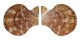 PECTINIDAE MIMACHLAMYS SANGUINEA shell