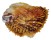 CHAMIDAE CHAMA  DUNKERI shell